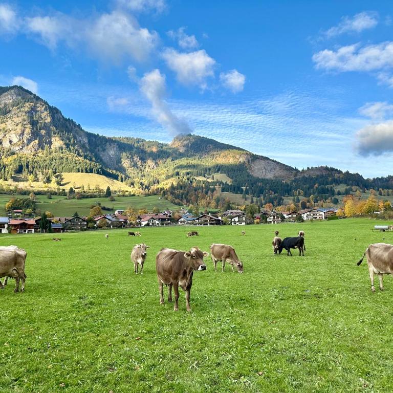 Ferienwohnung Wiesenblick - Apartment mit 1 Schlafzimmer - 38