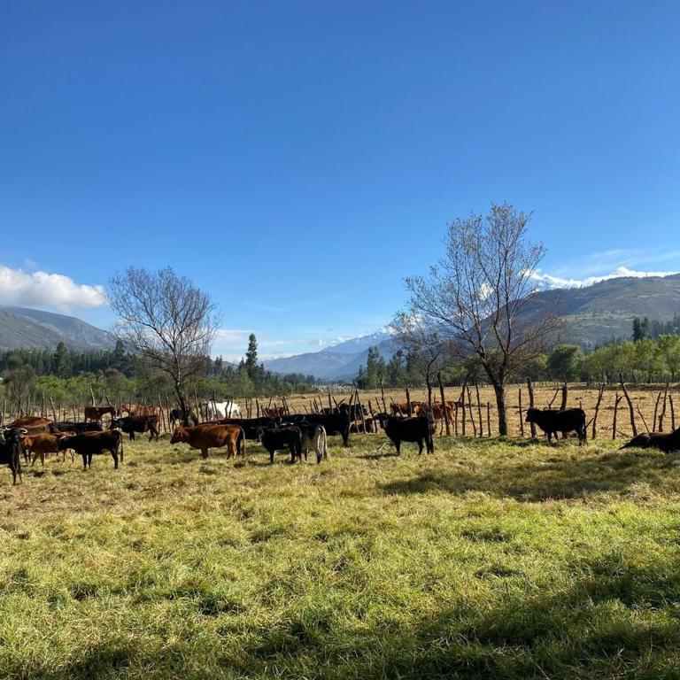 Casa de campo con vista al Huascarán - Four-Bedroom House - 73