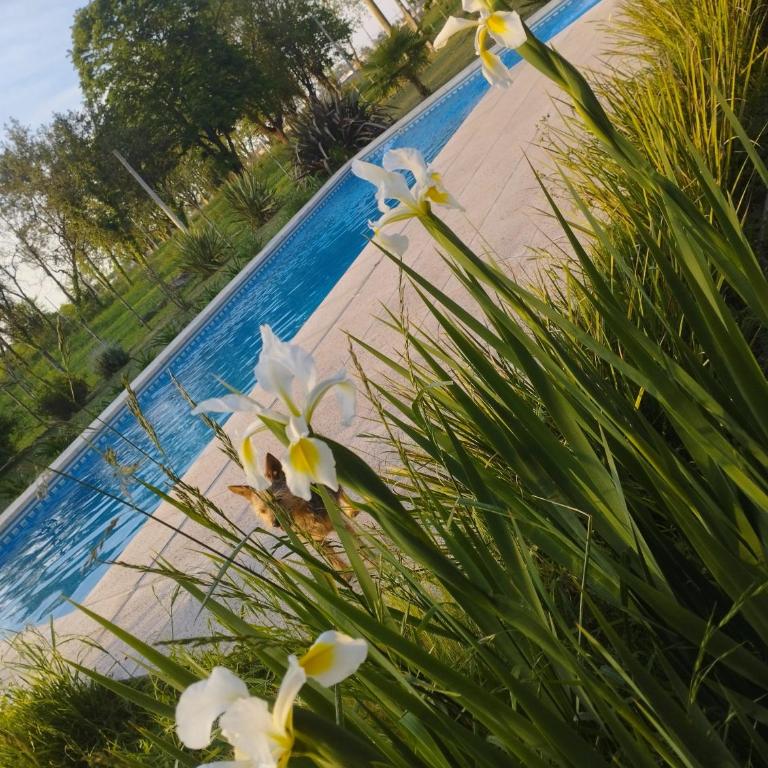 Las moras saladillo - Casa con 1 dormitorio - 3