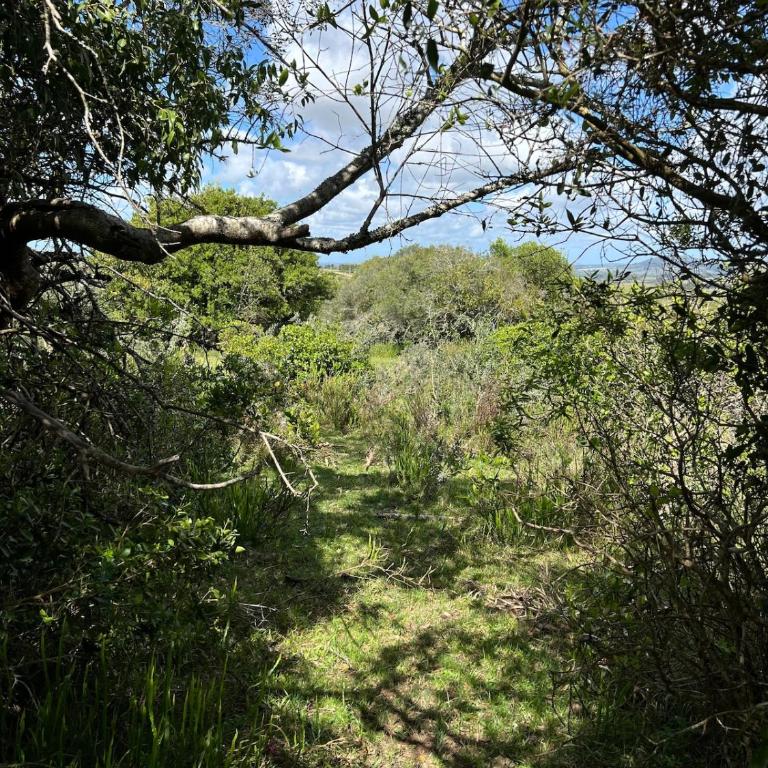 Divine artist country house, an hour from Punta del Este - Chalet de 3 dormitorios - 49