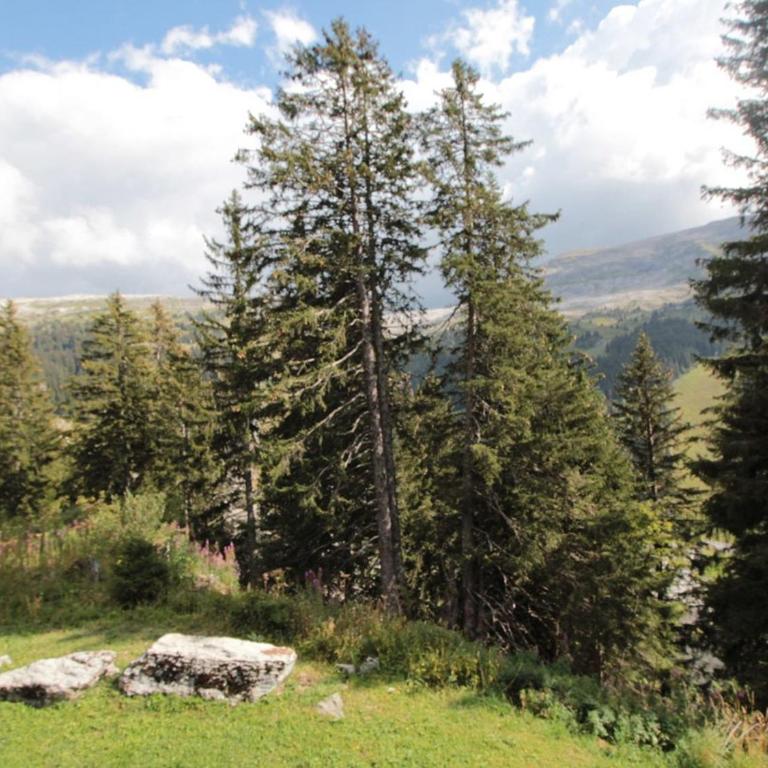 Appartement 2 Pièces 6 Pers à Flaine Forêt, Résidence Pollux, Proche Pistes et Commerces - FR-1-687-71 - Apartment - 14