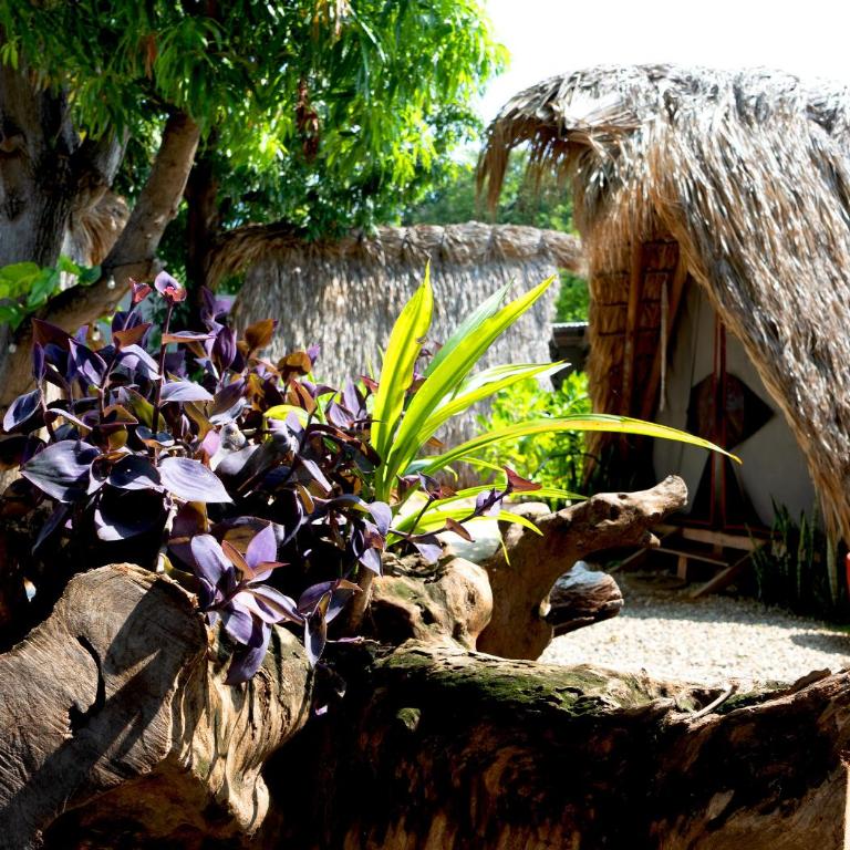 Tribu Tipis & Surf - Tienda - 13