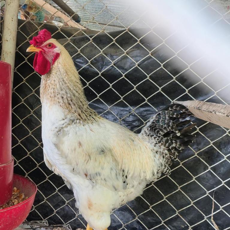 Cabaña La Cascada - Villa de 1 dormitorio - 4