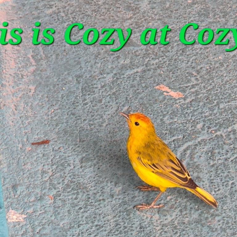 Cozy Hosting Galapagos - Apartamento - Planta baja - 10