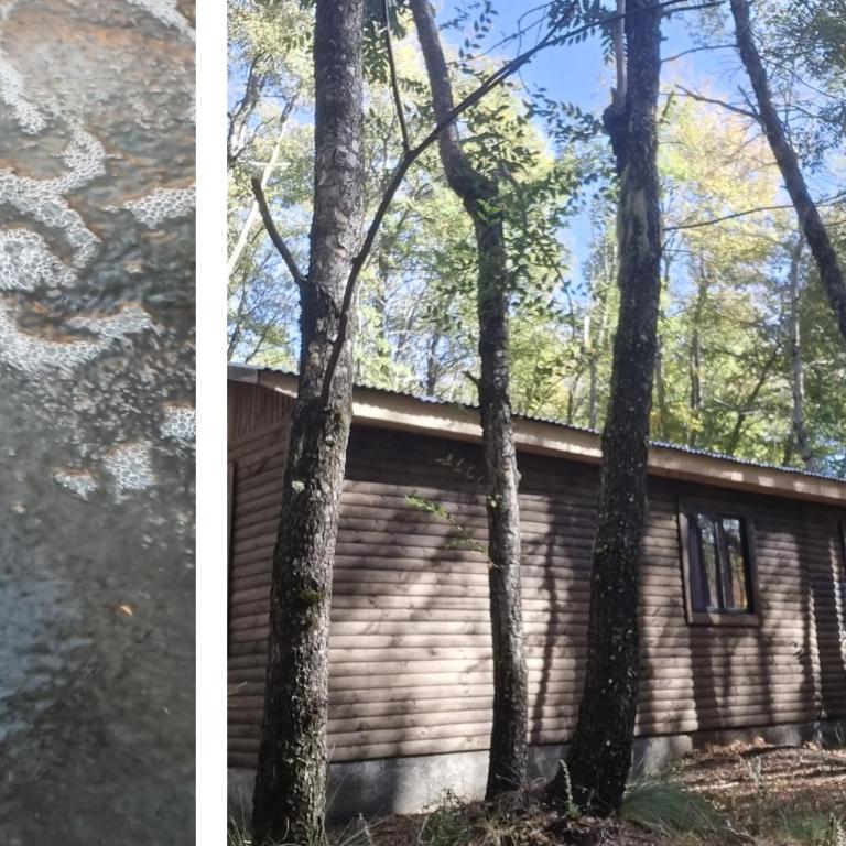 Cabañas Entrenieves - Casa de 2 dormitorios - 4