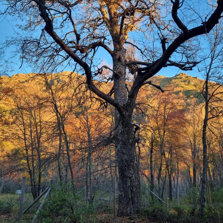 Cabañas Entrenieves - Casa de 2 dormitorios - 5