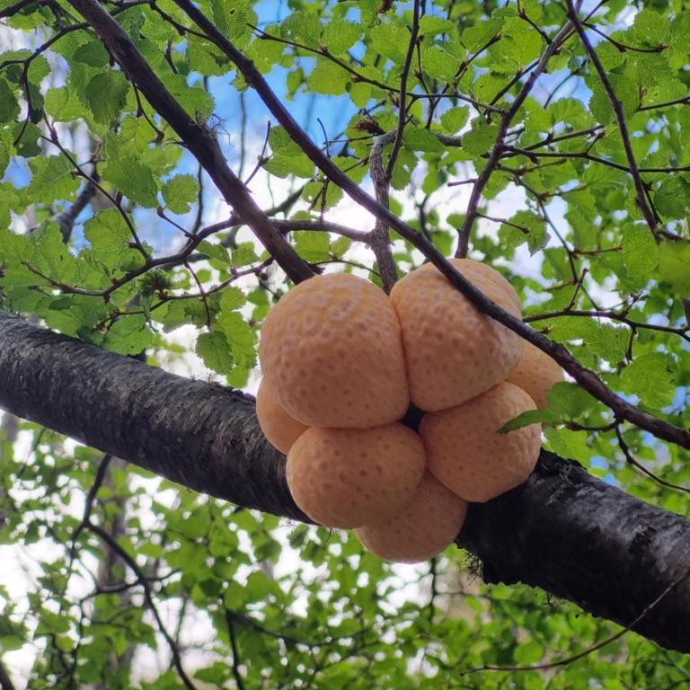 Cabañas Entrenieves - Casa de 2 dormitorios - 10