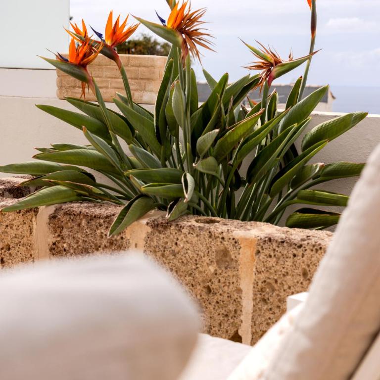 Villa Ellen Costa Adeje View a Heated pool luxury - Villa de 3 dormitorios - 34