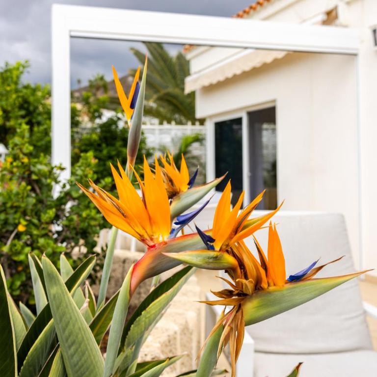 Villa Ellen Costa Adeje View a Heated pool luxury - Villa de 3 dormitorios - 39