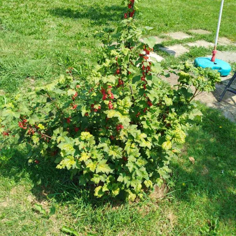 Apartmani LIDER Visoko - Standard Apartman sa Dve Spavaće Sobe - 18