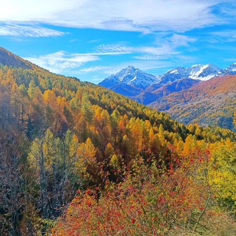 Casa Richardette Relax in the Woods - Appartamento con 2 Camere da Letto - 5