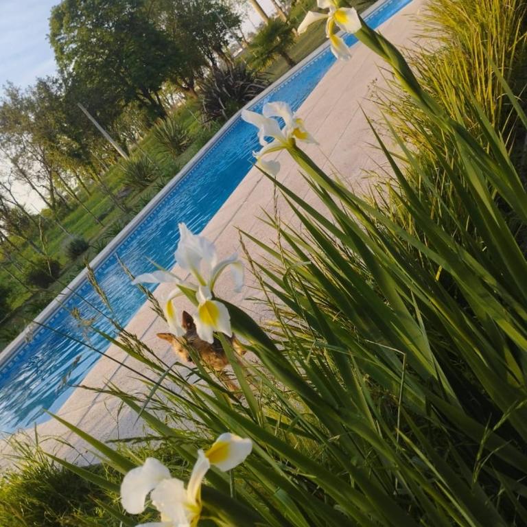 Las - Casa de 2 dormitorios - 16