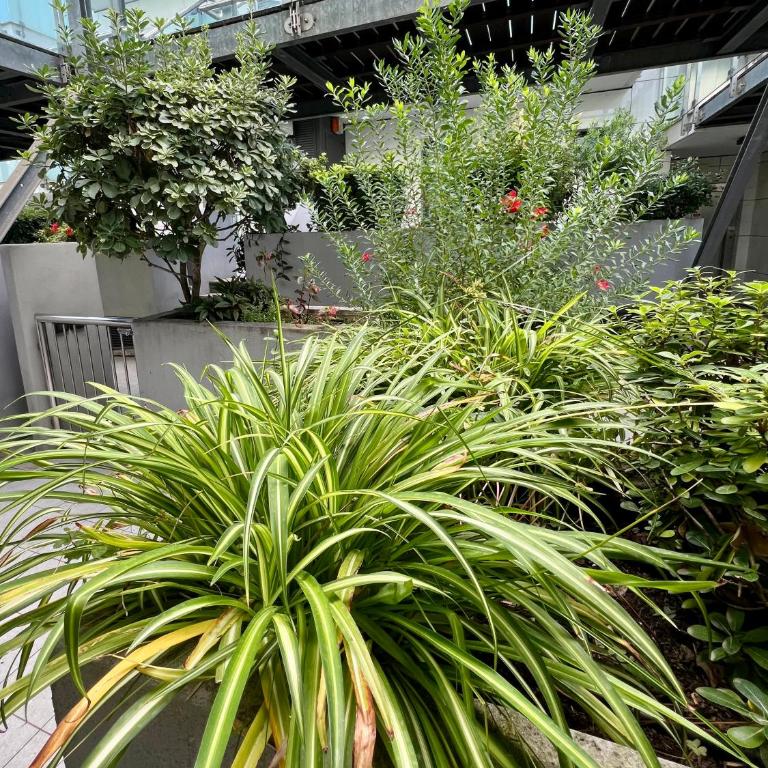 Palm Grove House con terrazzo e box privato - Apartment mit 1 Schlafzimmer - 11