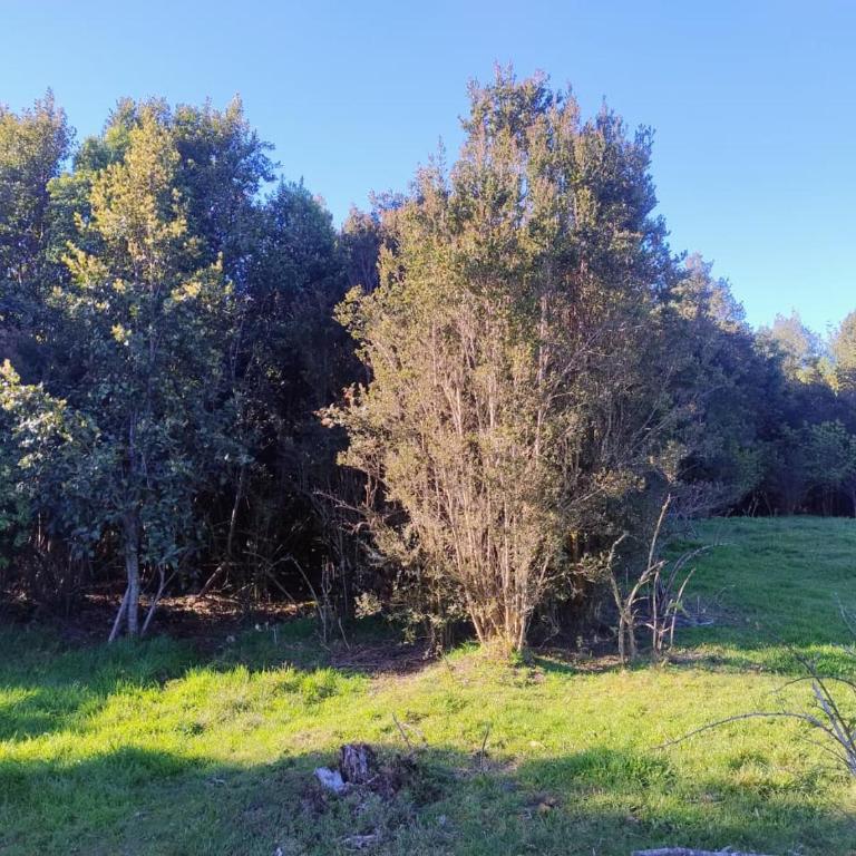Canto del Bosque - Two-Bedroom Apartment - 11