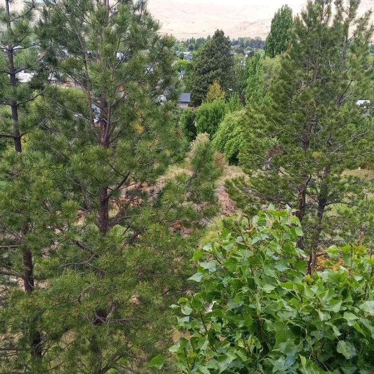 Bosque Patagónico - Apartamento de 1 dormitorio - 1