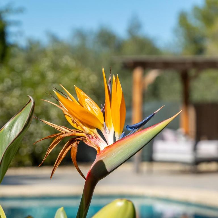 Villa Alegria Villa Apt with Sole Use of Private Pool - Apartamento - 6