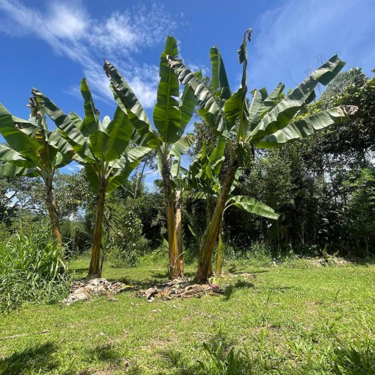 Casa de Campo Cerca a Medellín - Casa - 13