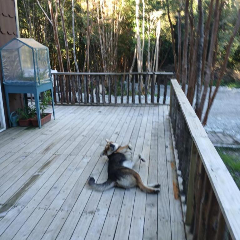 Cabaña Río Blanco - Casa con 1 dormitorio - 8