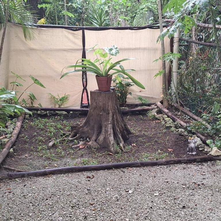 MINI PINI BIRD WATCHING AND CENOTE Loft - Villa de 1 dormitorio - 23