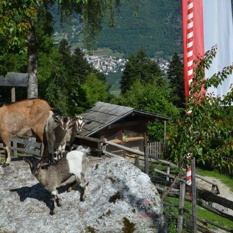 Brünnl's Försterhütte - Casa - 21