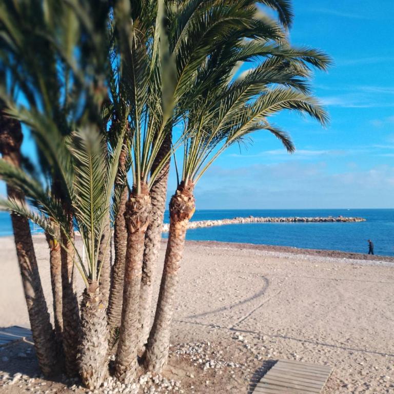 Palm tree view - Apartamento de 2 dormitorios - 6