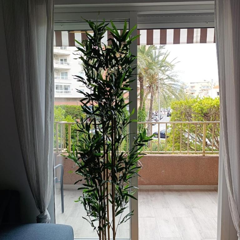Palm tree view - Apartamento de 2 dormitorios - 24
