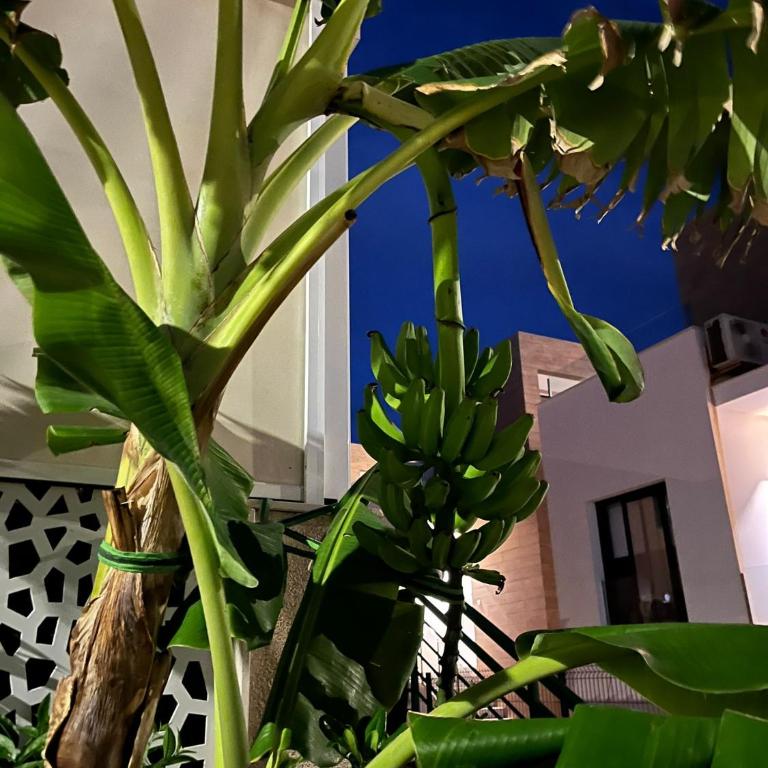 Casa Amor - Two-Bedroom Apartment - 94