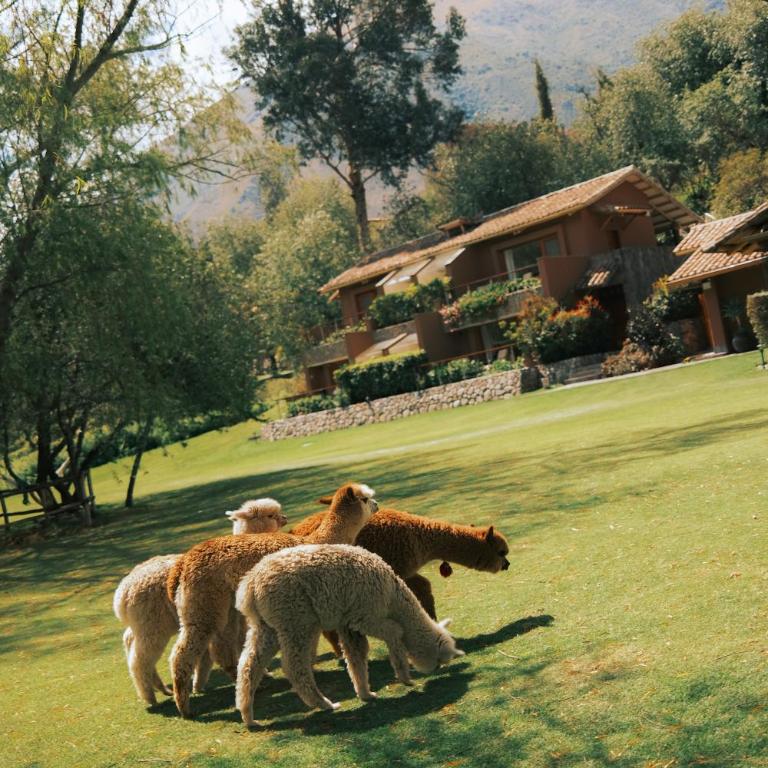 Rio Sagrado, A Belmond Hotel, Sacred Valley - Suite Junior con 2 camas grandes y vistas al jardín - 4