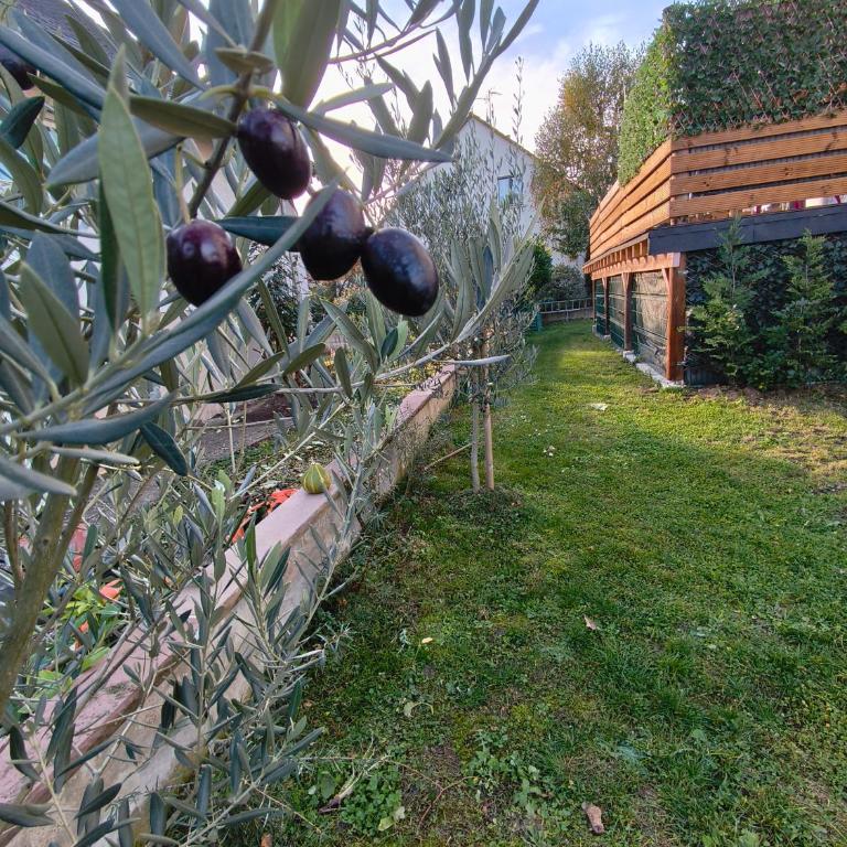 L'Alsace d'ANTAN - Appartamento con Vista Giardino - 15