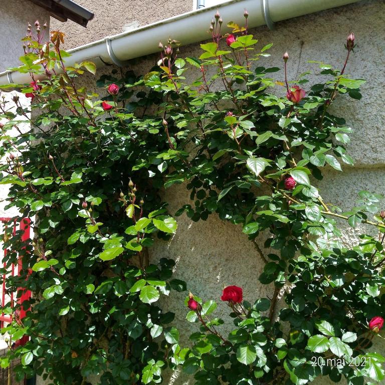LE REFUGE DU DRAPEAU Maison avec 4 chambres proche du centre historique - Maison 4 Chambres - 24