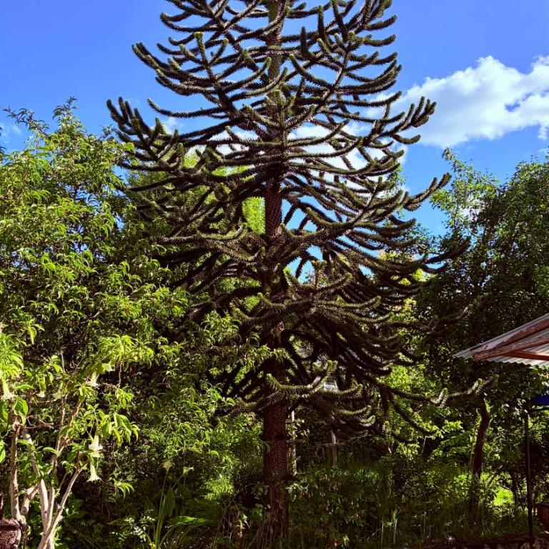 Cabañas Casona Italiana - Casa de 2 dormitorios - 3