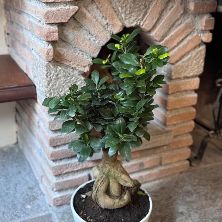 Viola House - Appartamento con 2 Camere da Letto - 14