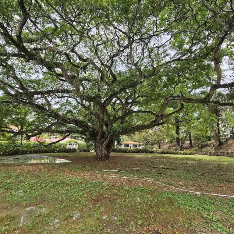 villa campestre las palmas - One-Bedroom Villa - 12