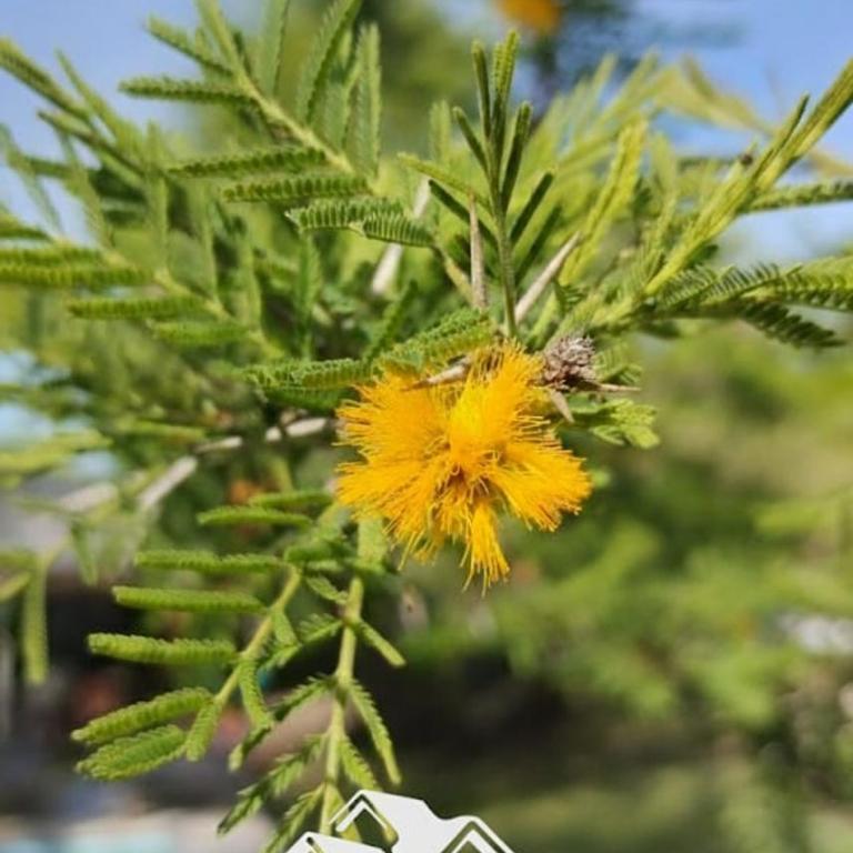 Casa de Amigos - Moradillo - Casa con 1 dormitorio - 4