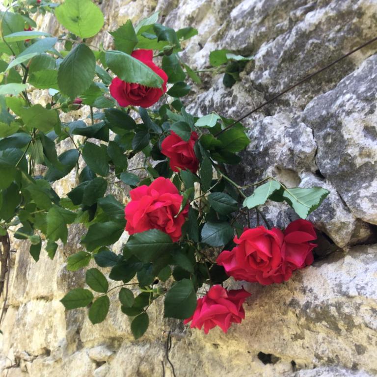 Palmera - Studio Apartment - 38