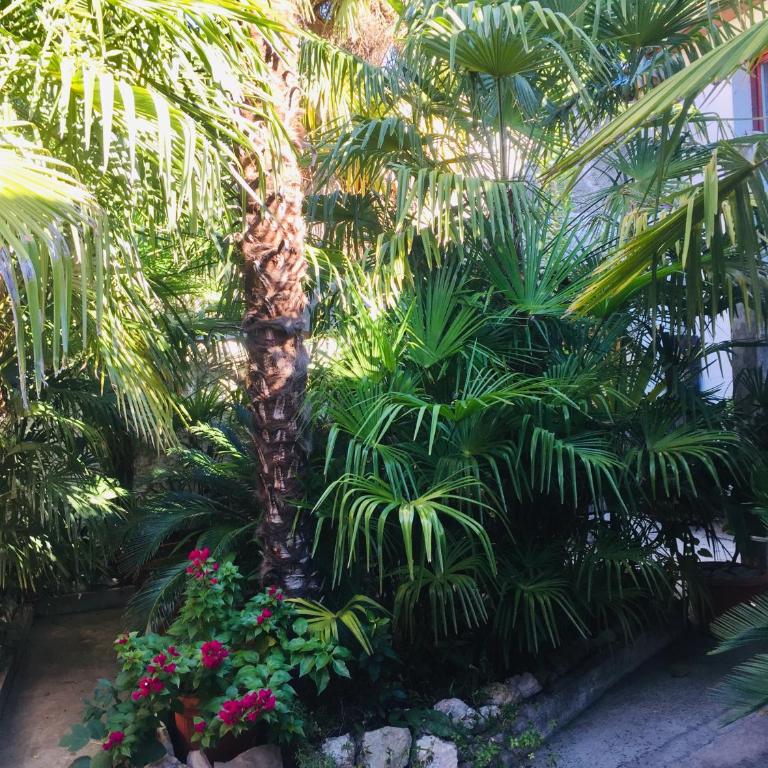 Palmera - Studio Apartman - 43