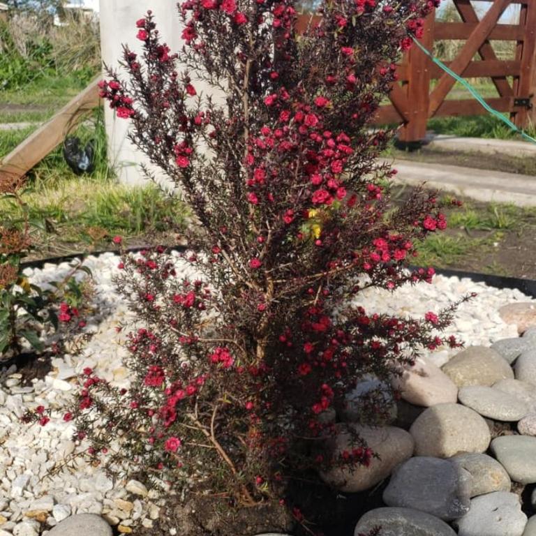 Aires del Marquesado - Casa con 1 dormitorio - 9