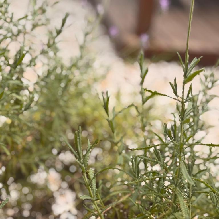 Mi lugar - Casa de 2 dormitorios - 2