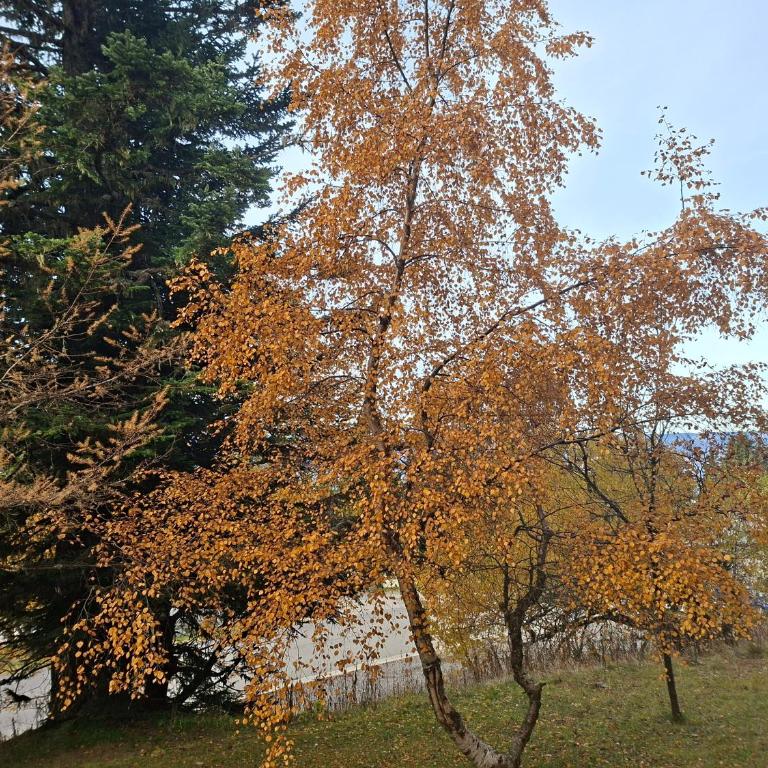 Chamrousse 1750 - Le Taillefer - Appartement classé 3 étoiles - Apartment with Terrace - 24