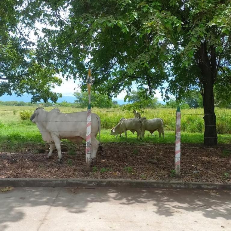 Espinal H11 - Casa de 3 dormitorios - 2