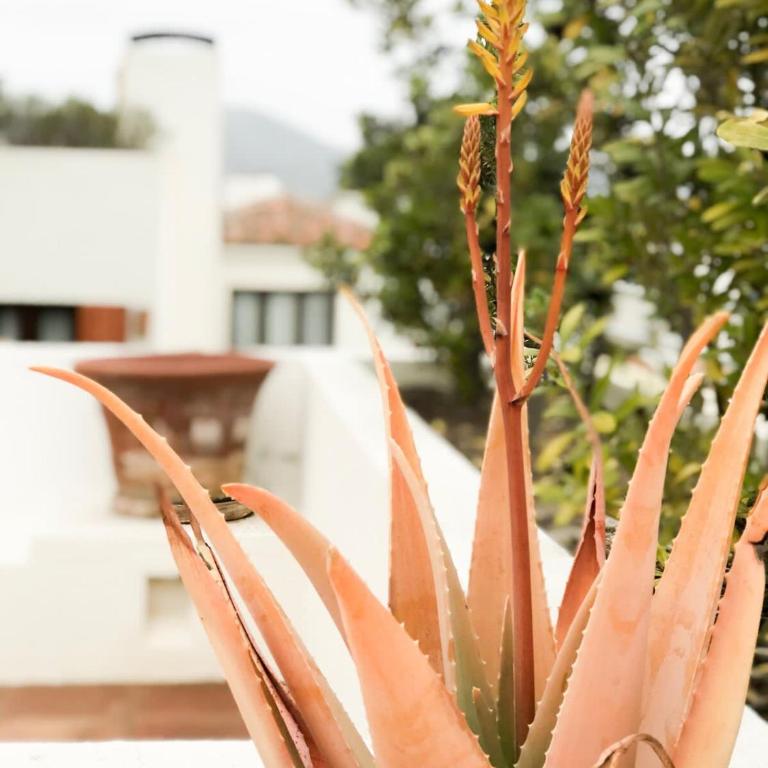 Casapueblo Rent Cachagua CP 23 - Vacation Home - 23