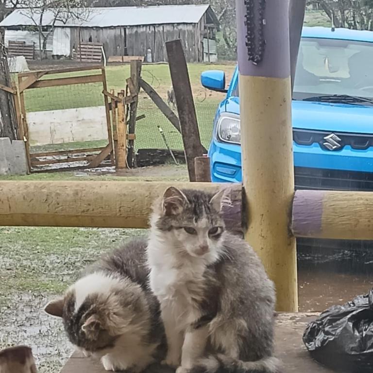 cabañita Campestre, independiente - Casa - 57