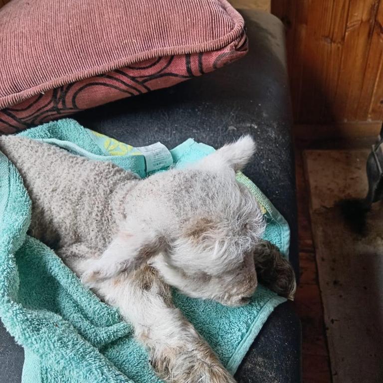 cabañita Campestre, independiente - Casa - 59