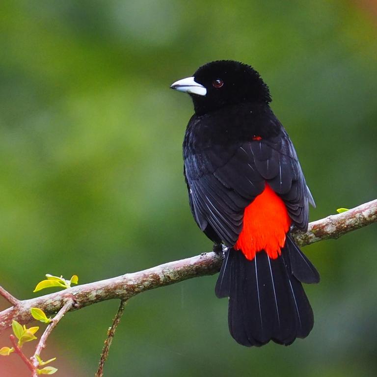 Limon - Habitación Doble con terraza - 47