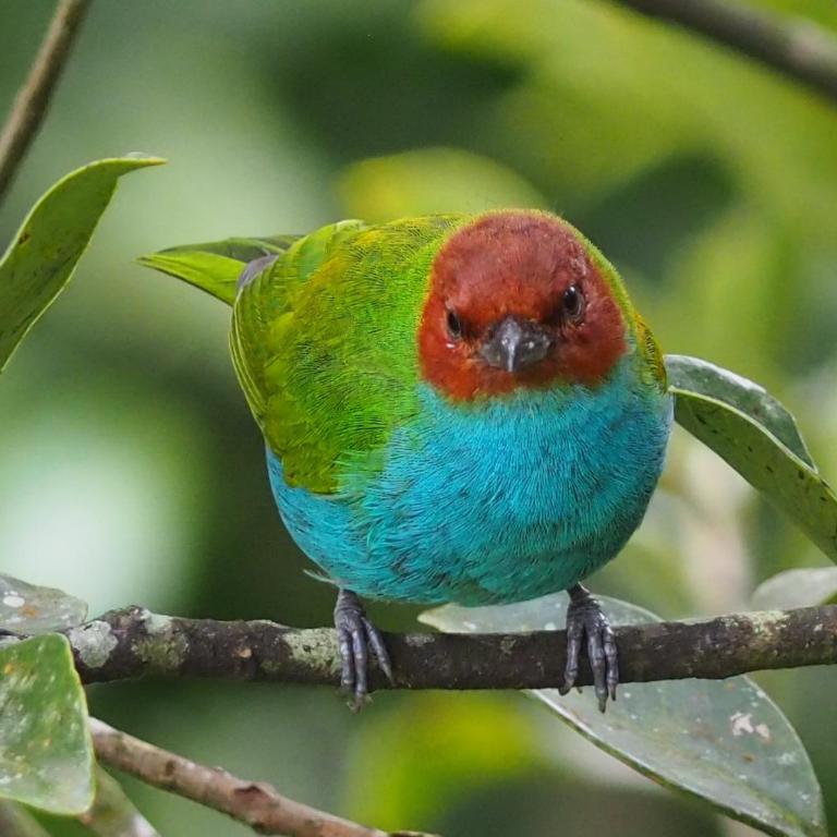 Limon - Habitación Doble con terraza - 49