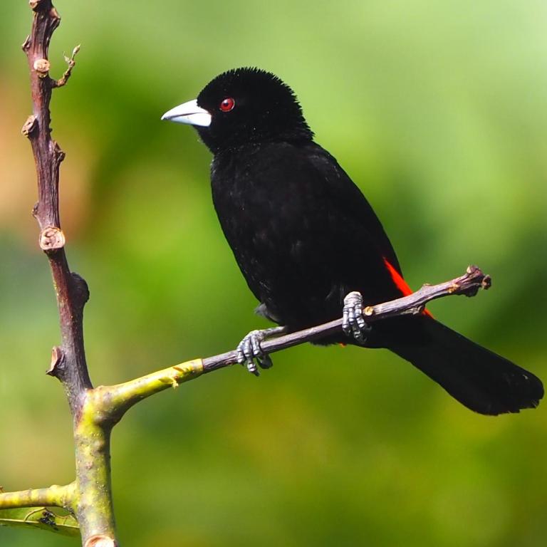 Limon - Habitación Doble con terraza - 52