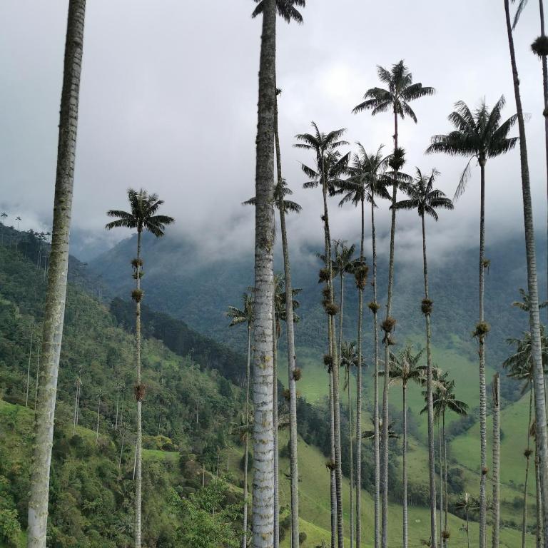 Hotel La Caracola Salento - Habitación Deluxe con cama extragrande - 35