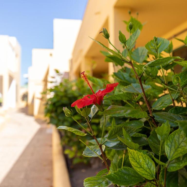 Caleta Paraiso Sea View 137 - One-Bedroom Apartment - 39