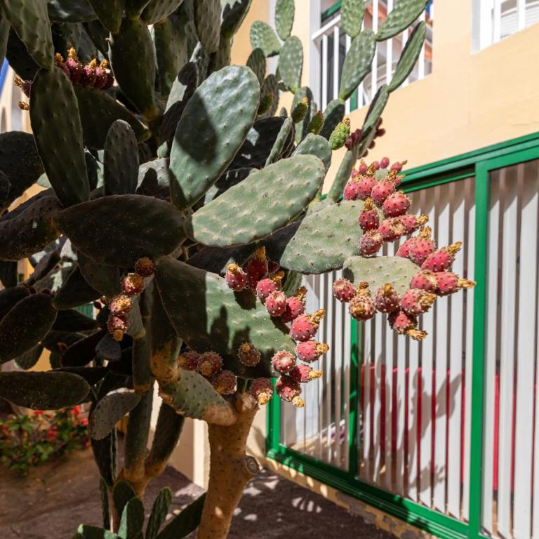 Caleta Paraiso Sea View 137 - One-Bedroom Apartment - 42