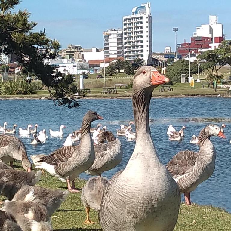 Departamento El Pato - Apartamento de 1 dormitorio - 41